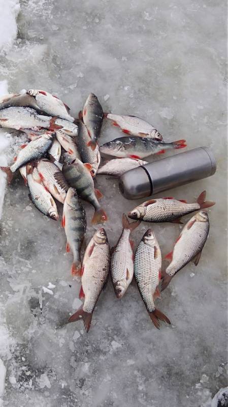 Фотоотчет по рыбе: Окунь, Плотва. Место рыбалки: Тульская область