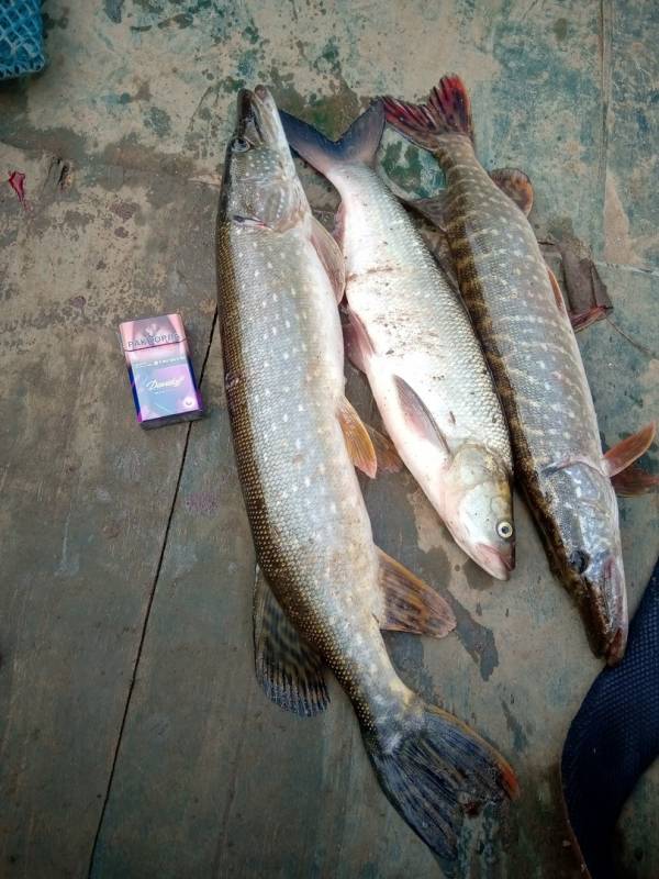 Фотоотчет по рыбе: Щука, Жерех. Место рыбалки: Удмуртская Республика