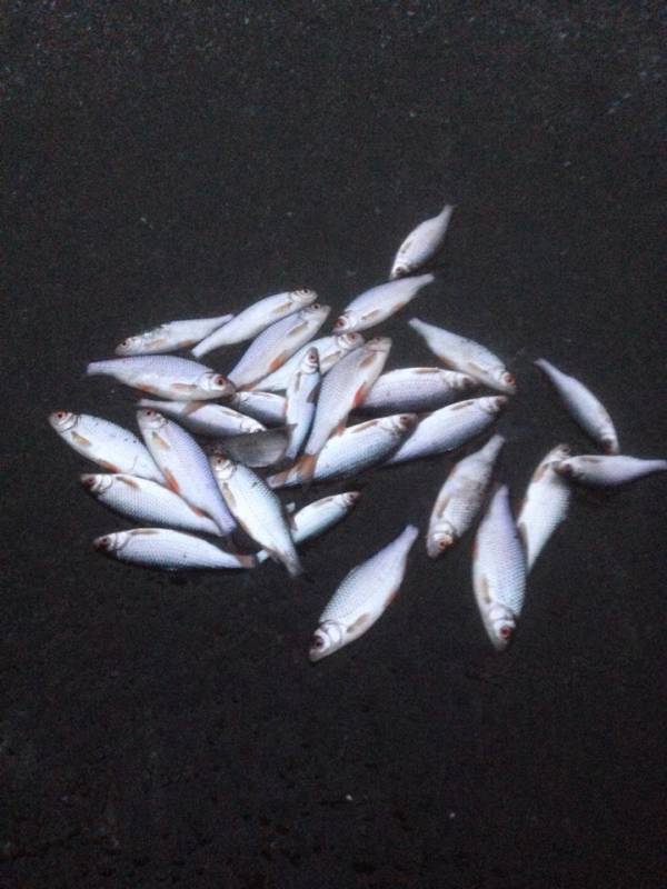 Фотоотчет по рыбе: Плотва. Место рыбалки: Удмуртская Республика