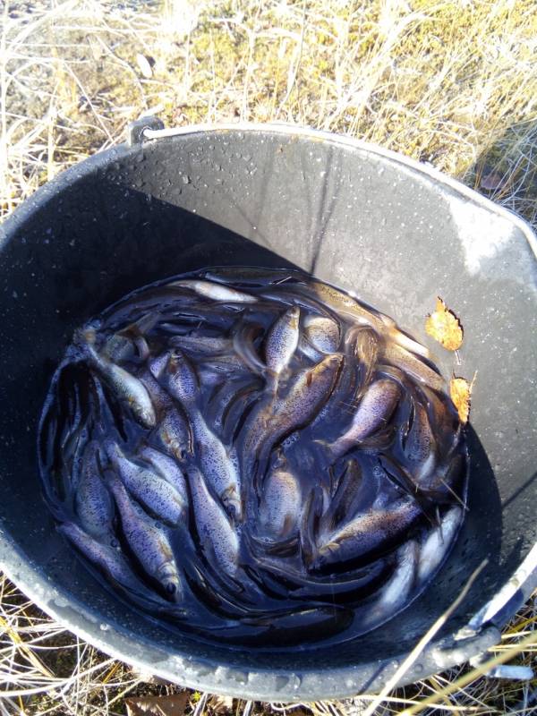 Фотоотчет по рыбе: Гольян. Место рыбалки: Ямало-Ненецкий автономный округ