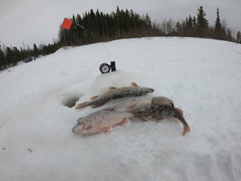 Фотоотчет по рыбе: Щука, Язь, Окунь. Место рыбалки: Ямало-Ненецкий автономный округ