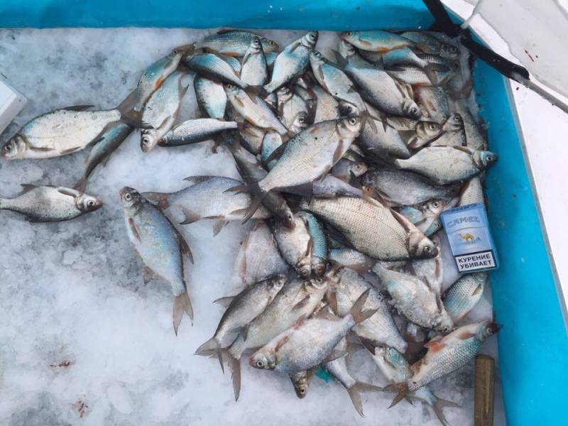 Фотоотчет по рыбе: Лещ. Место рыбалки: Оренбургская область