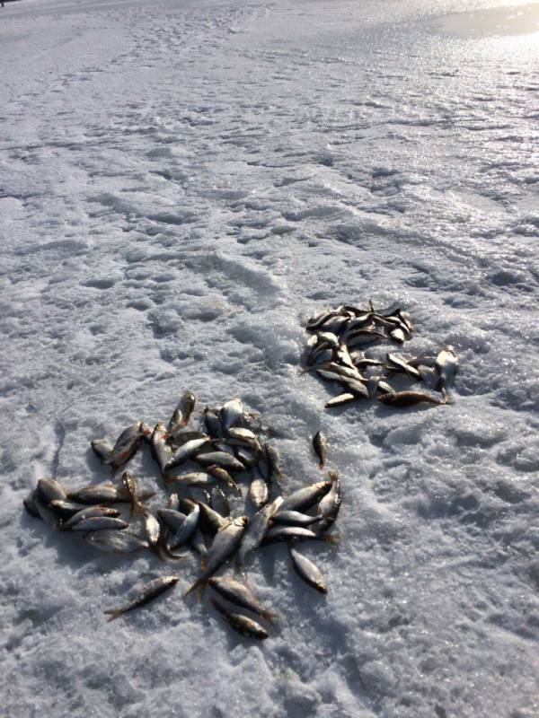 Фотоотчет с рыбалки. Место: Димитровское водохранилище