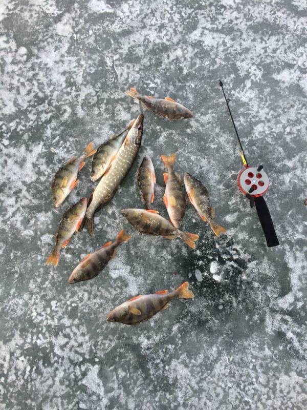 Фотоотчет по рыбе: Щука, Окунь. Место рыбалки: Оренбургская область