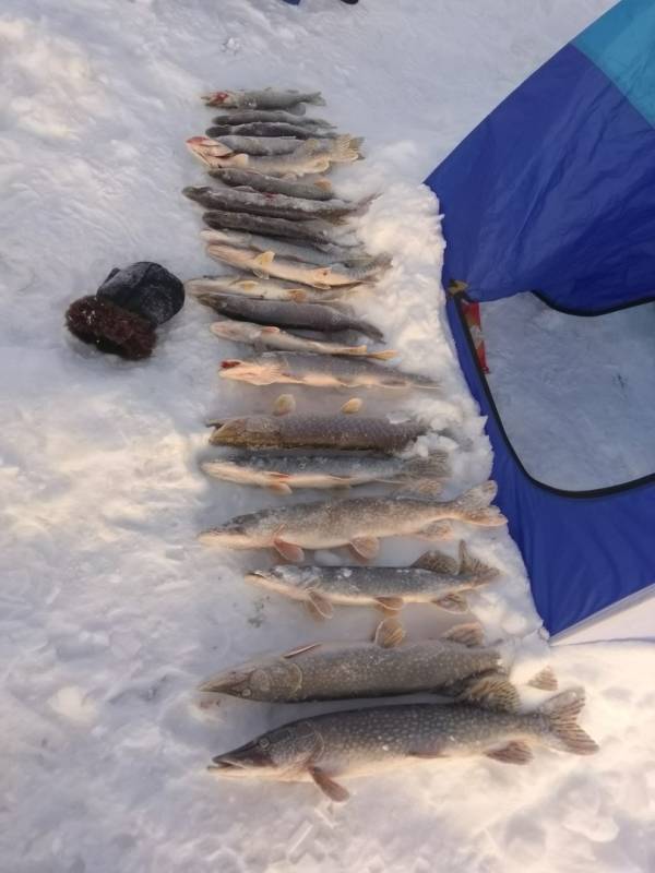 Фотоотчет по рыбе: Щука. Место рыбалки: Ханты-Мансийский автономный округ (Югра)