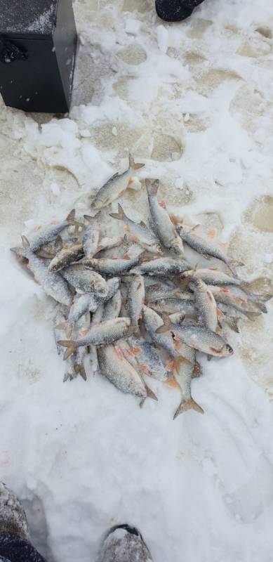 Фотоотчет по рыбе: Плотва. Место рыбалки: Ханты-Мансийский автономный округ (Югра)