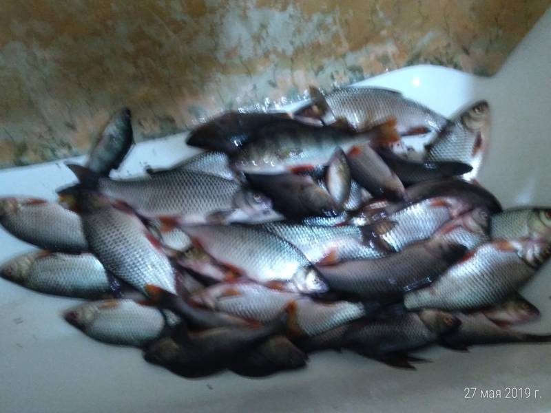Фотоотчет по рыбе: Окунь, Плотва. Место рыбалки: Ханты-Мансийский автономный округ (Югра)