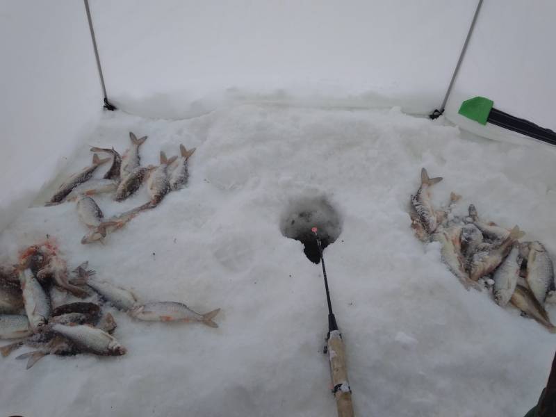 Фотоотчет по рыбе: Плотва. Место рыбалки: Ханты-Мансийский автономный округ (Югра)