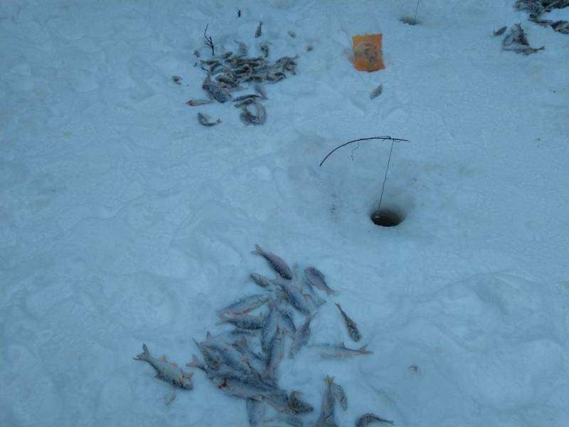Фотоотчет по рыбе: Ерш, Плотва. Место рыбалки: Ханты-Мансийский автономный округ (Югра)