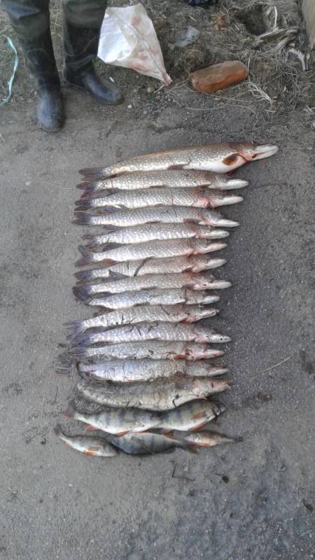 Фотоотчет по рыбе: Щука, Окунь. Место рыбалки: Канск (Красноярский край)