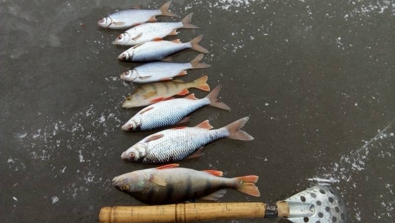 Фотоотчет по рыбе: Окунь, Плотва. Место рыбалки: Екатеринбург (Свердловская обл.)