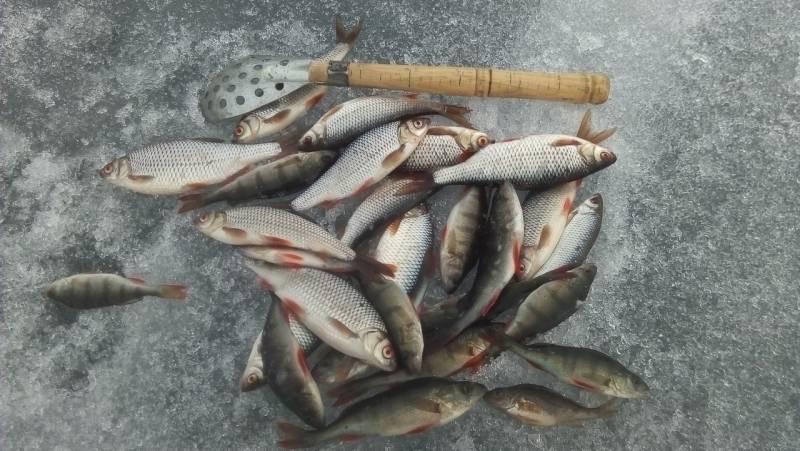 Фотоотчет по рыбе: Окунь, Плотва. Место рыбалки: Невьянский городской округ