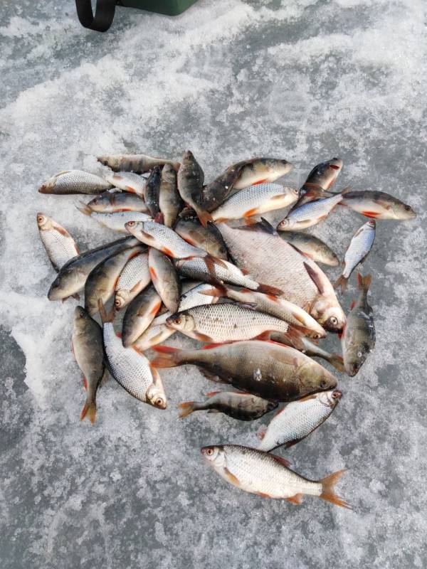 Фотоотчет по рыбе: Щука, Окунь, Плотва. Место рыбалки: Волчихинское водохранилище