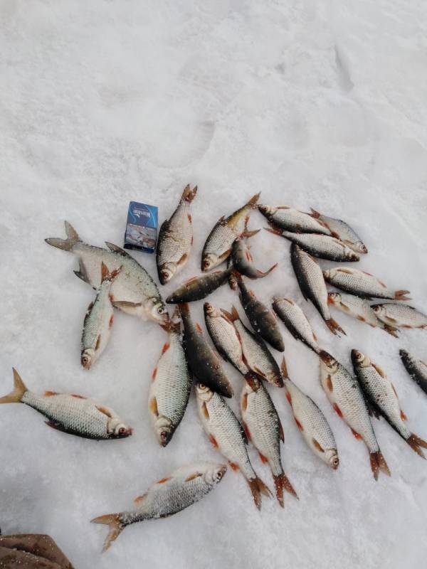 Фотоотчет по рыбе: Лещ, Окунь, Плотва. Место рыбалки: Волчихинское водохранилище