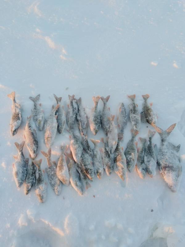 Фотоотчет по рыбе: Лещ, Окунь, Плотва. Место рыбалки: Волчихинское водохранилище