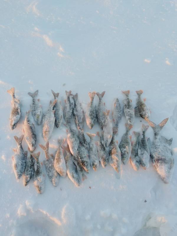 Фотоотчет по рыбе: Лещ. Место рыбалки: Волчихинское водохранилище