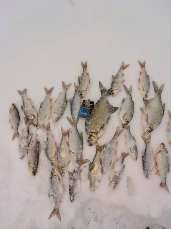 Фотоотчет с рыбалки. Место: Волчихинское водохранилище