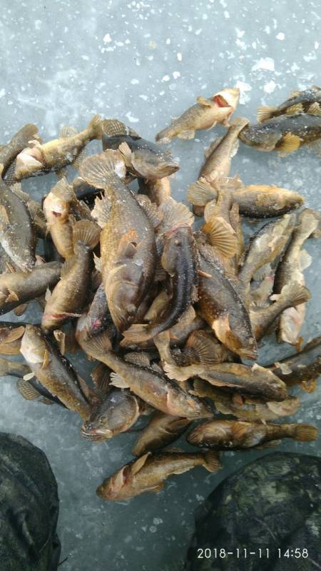 Фотоотчет по рыбе: Ротан. Место рыбалки: Каменский городской округ