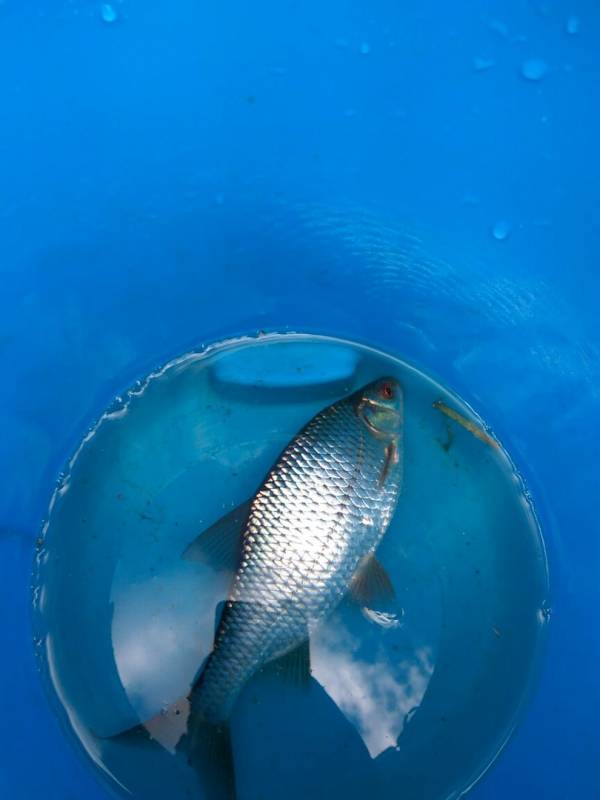 Фотоотчет по рыбе: Плотва. Место рыбалки: Билимбаевский пруд