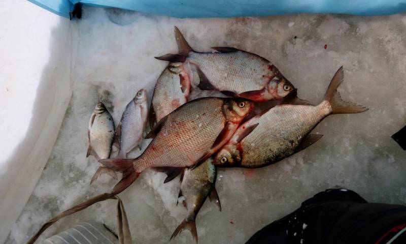 Фотоотчет по рыбе: Лещ. Место рыбалки: Волчихинское водохранилище