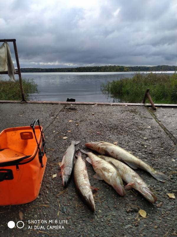 Фотоотчет по рыбе: Щука, Судак. Место рыбалки: Сенеж озеро