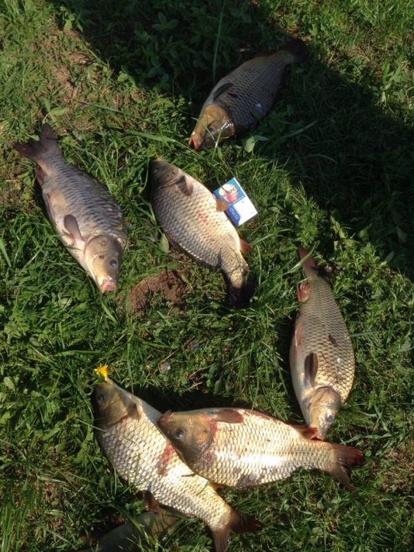Фотоотчет по рыбе: Карп, Линь. Место рыбалки: Нижегородская область