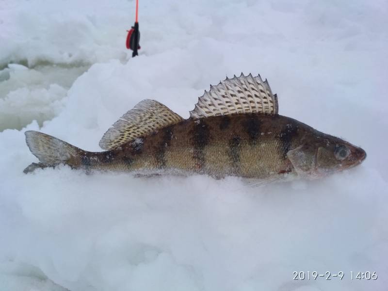 Фотоотчет по рыбе: Судак. Место рыбалки: Республика Чувашия