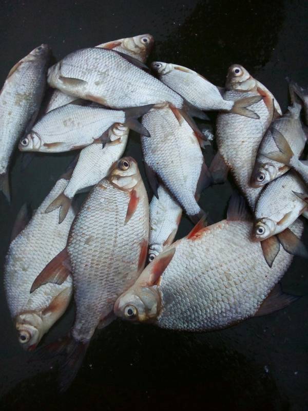 Фотоотчет по рыбе: Густера. Место рыбалки: Нижегородская область