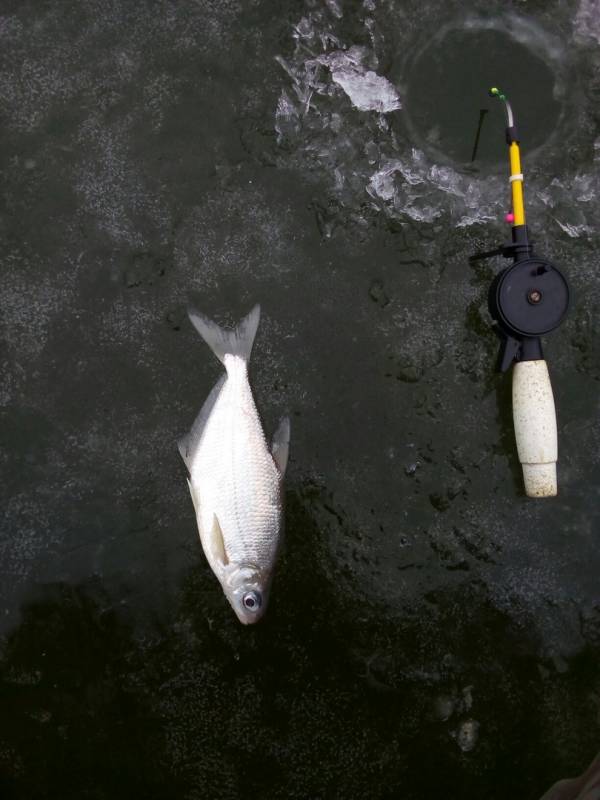 Фотоотчет по рыбе: Синец. Место рыбалки: Нижегородская область