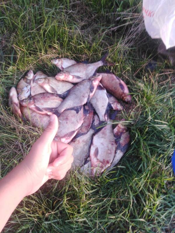 Фотоотчет по рыбе: Лещ. Место рыбалки: Республика Татарстан