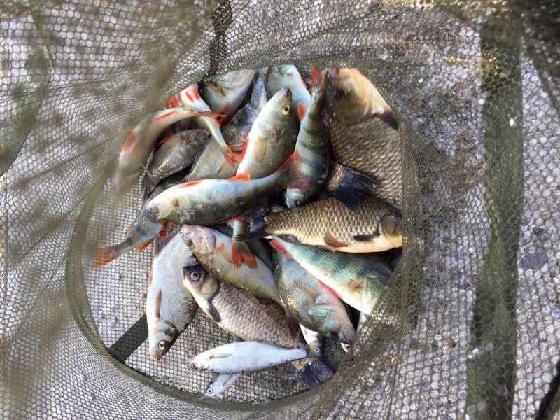 Фотоотчет с рыбалки. Место: Десногорское водохранилище