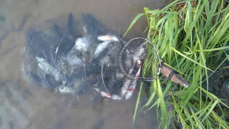 Фотоотчет с рыбалки. Место: Десногорское водохранилище