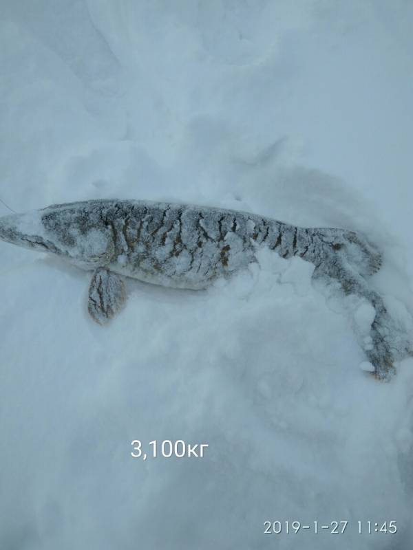 Фотоотчет с рыбалки. Место: Десногорское водохранилище