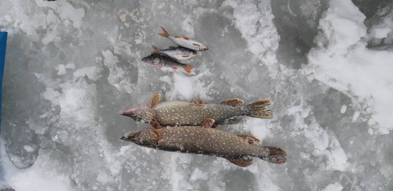 Фотоотчет по рыбе: Щука, Окунь, Плотва. Место рыбалки: Смоленская область
