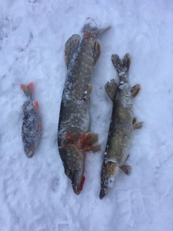 Фотоотчет по рыбе: Щука, Окунь. Место рыбалки: Десногорское водохранилище