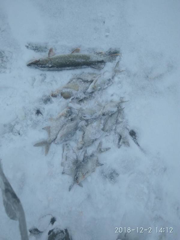 Фотоотчет по рыбе: Щука, Лещ. Место рыбалки: Десногорское водохранилище