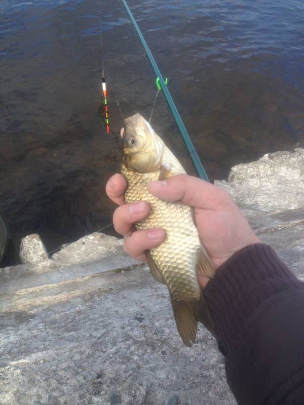 Фотоотчет по рыбе: Карась. Место рыбалки: Десногорское водохранилище