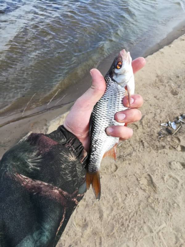 Фотоотчет с рыбалки. Место: Десногорское водохранилище