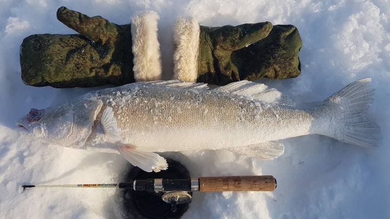 Фотоотчет по рыбе: Судак. Место рыбалки: Новосибирское водохранилище