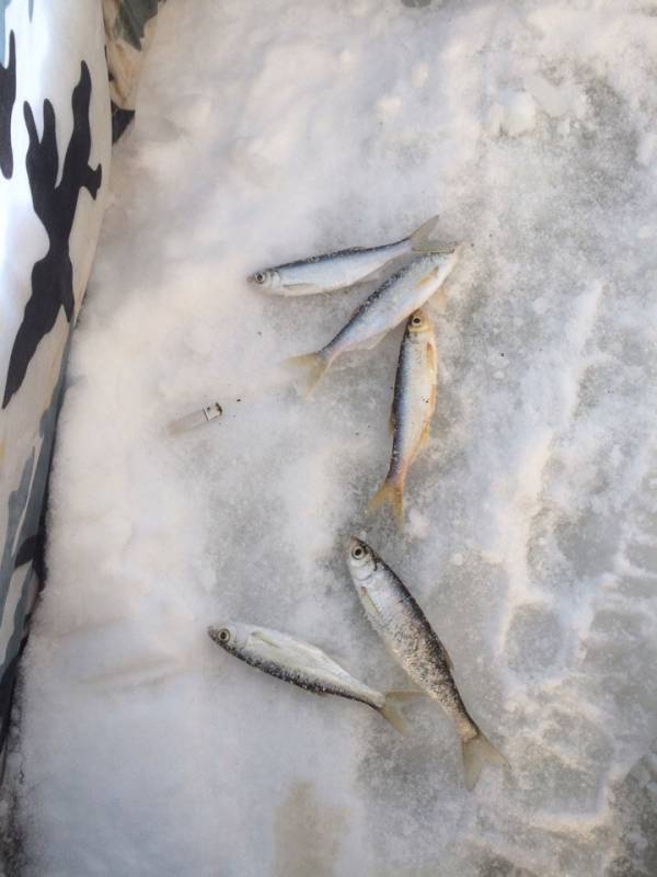 Фотоотчет по рыбе: Уклейка. Место рыбалки: Кемеровская область