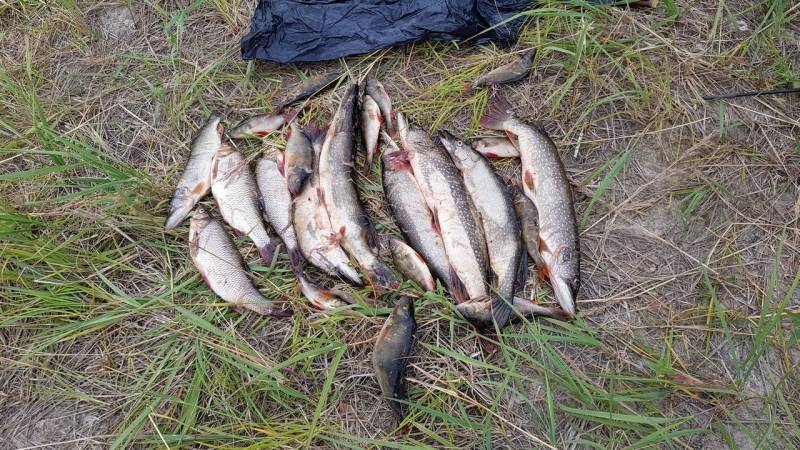 Фотоотчет по рыбе: Щука, Язь, Окунь. Место рыбалки: Ханты-Мансийский автономный округ (Югра)