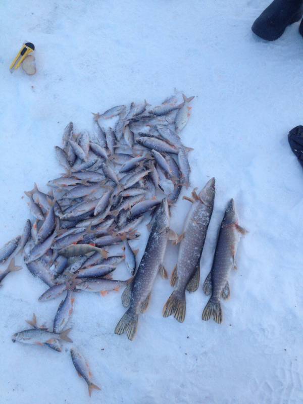 Фотоотчет по рыбе: Щука, Окунь, Плотва. Место рыбалки: Тюменская область