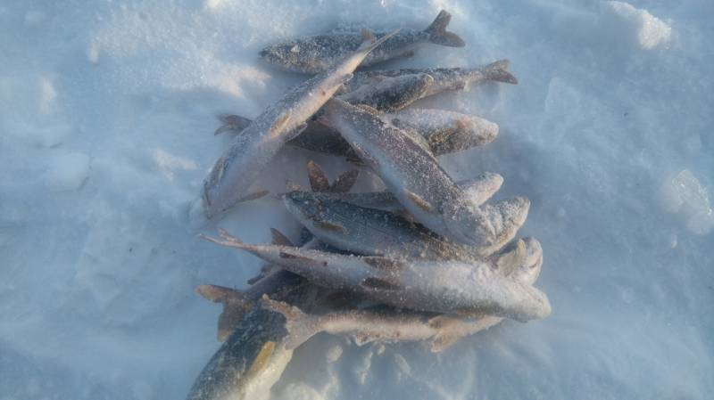 Фотоотчет с рыбалки. Место: Северо-Байкальский район