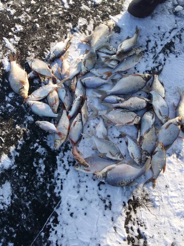 Фотоотчет по рыбе: Лещ, Плотва. Место рыбалки: озеро Байкал