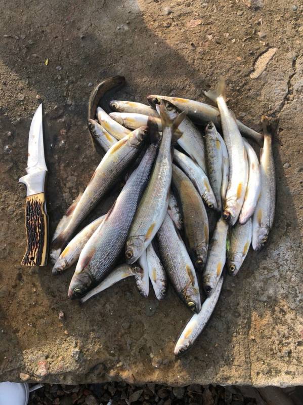Фотоотчет по рыбе: Хариус. Место рыбалки: Иркутское водохранилище