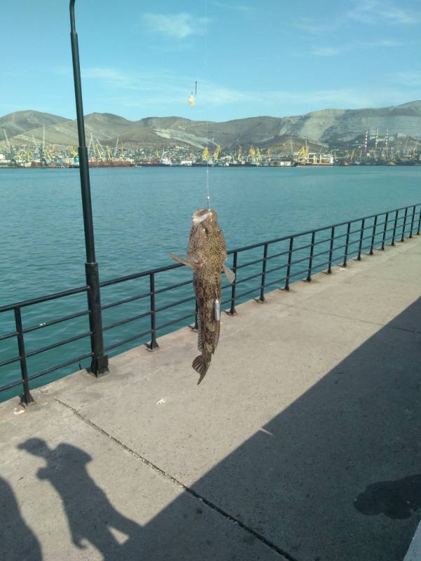 Фотоотчет по рыбе: Бычок. Место рыбалки: Темрюк (Краснодарский край)