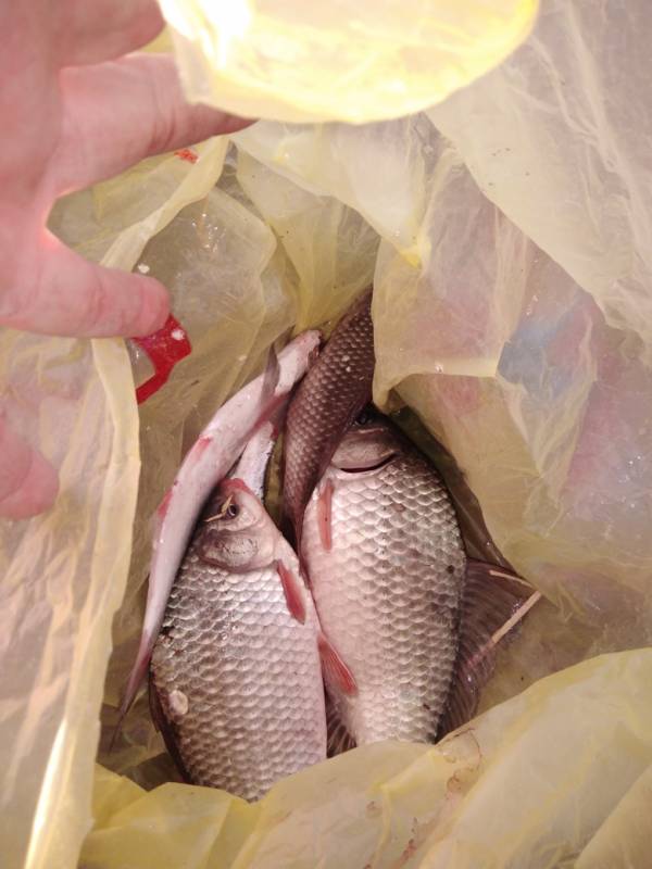 Фотоотчет по рыбе: Карась, Чехонь. Место рыбалки: Краснодарский край
