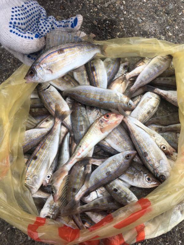 Фотоотчет по рыбе: Морской окунь, Барабулька. Место рыбалки: Россия