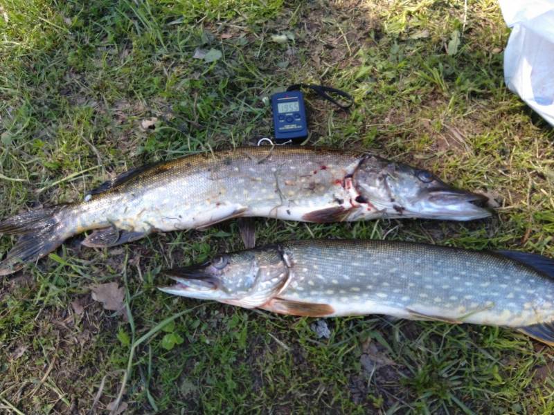 Фотоотчет по рыбе: Щука. Место рыбалки: Новгородская область