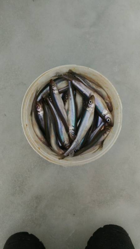 Фотоотчет по рыбе: Корюшка. Место рыбалки: Ленинградская область
